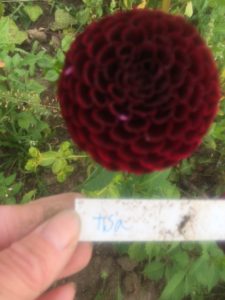 Dahlia Tisa