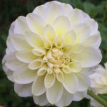 Dahlia Citrin