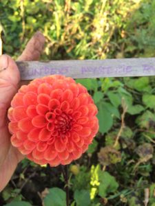 Dahlia Zundert Mysterie Fox