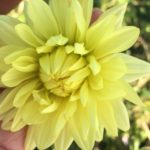 Dahlia Lemon Elegans