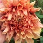 Dahlia Croydon Jumbo i knop