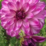 Dahlia Seduction