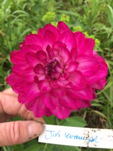 Dahlia Jiri Krampol