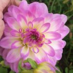 Dahlia Pink Ribbon