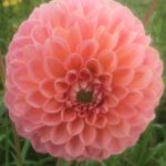 Dahlia Lindas Baby