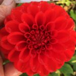 Dahlia Salsa