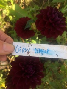 Dahlia Gipsy Night