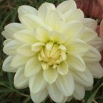 Dahlia Geerlings Daydream