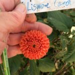 Dahlia Lismore Carol