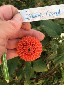 Dahlia Lismore Carol