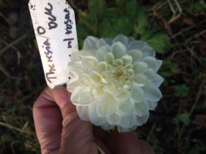 Dahlia Theresia D